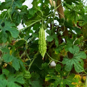 Bitter Melon Seeds - Momordica Charantia - 10 Count Vegetable Seeds for Cooking - Image 4