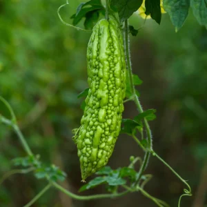 Bitter Melon Seeds - Momordica Charantia - 10 Count Vegetable Seeds for Cooking - Image 5