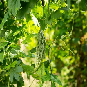 Bitter Melon Seeds - Momordica Charantia - 10 Count Vegetable Seeds for Cooking - Image 7