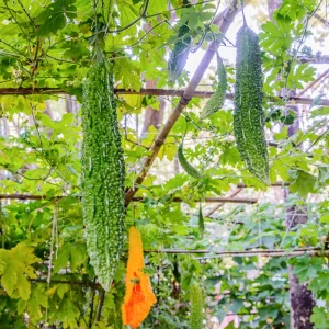 Bitter Melon Seeds - Momordica Charantia - 10 Count Vegetable Seeds for Cooking - Image 9