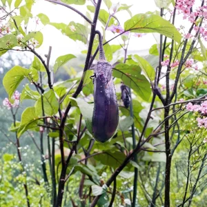 Black Beauty Eggplant Seeds - Heirloom Vegetable - High Yield - 30 Seeds - Image 10