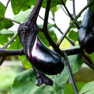 Black Beauty Eggplant Seeds - Heirloom Vegetable - High Yield - 30 Seeds - Image 11