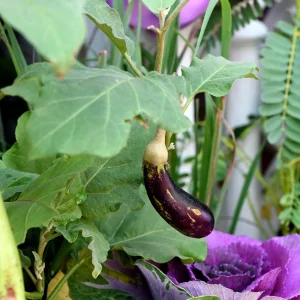 Black Beauty Eggplant Seeds - Heirloom Vegetable - High Yield - 30 Seeds - Image 3