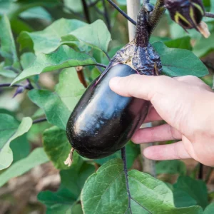 Black Beauty Eggplant Seeds - Heirloom Vegetable - High Yield - 30 Seeds - Image 4