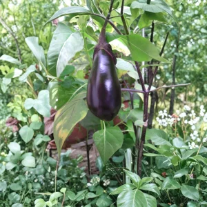 Black Beauty Eggplant Seeds - Heirloom Vegetable - High Yield - 30 Seeds - Image 6