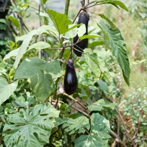 Black Beauty Eggplant Seeds - Heirloom Vegetable - High Yield - 30 Seeds - Image 7