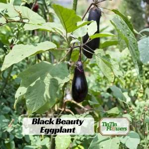 Black Beauty Eggplant Seeds - Heirloom Vegetable - High Yield - 30 Seeds - Image 1