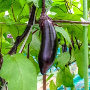Black Beauty Eggplant Seeds - Heirloom Vegetable - High Yield - 30 Seeds - Image 8