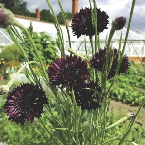 Black Cornflower Seeds - Centaurea cyanus - Heirloom Annual Flower Seeds - Image 10