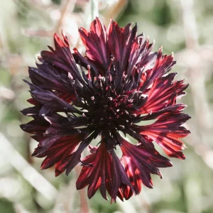 Black Cornflower Seeds - Centaurea cyanus - Heirloom Annual Flower Seeds - Image 12