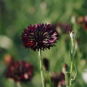 Black Cornflower Seeds - Centaurea cyanus - Heirloom Annual Flower Seeds - Image 13