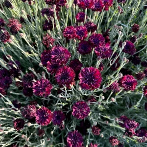 Black Cornflower Seeds - Centaurea cyanus - Heirloom Annual Flower Seeds - Image 14