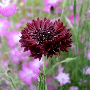 Black Cornflower Seeds - Centaurea cyanus - Heirloom Annual Flower Seeds - Image 15
