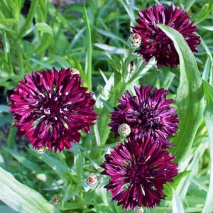 Black Cornflower Seeds - Centaurea cyanus - Heirloom Annual Flower Seeds - Image 2