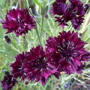 Black Cornflower Seeds - Centaurea cyanus - Heirloom Annual Flower Seeds - Image 3