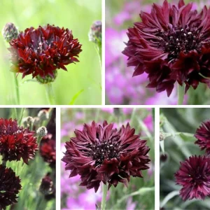 Black Cornflower Seeds - Centaurea cyanus - Heirloom Annual Flower Seeds - Image 4