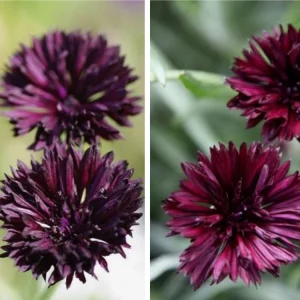 Black Cornflower Seeds - Centaurea cyanus - Heirloom Annual Flower Seeds - Image 5