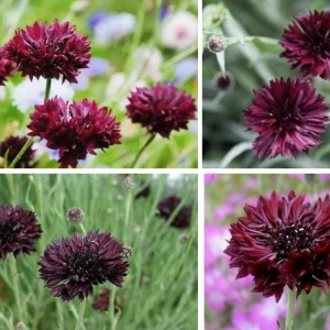 Black Cornflower Seeds - Centaurea cyanus - Heirloom Annual Flower Seeds - Image 7