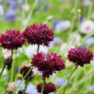 Black Cornflower Seeds - Centaurea cyanus - Heirloom Annual Flower Seeds - Image 9