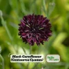 Black Cornflower Seeds - Centaurea cyanus - Heirloom Annual Flower Seeds - Image 1
