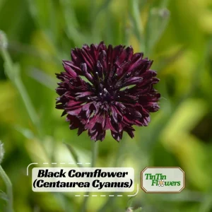 Black Cornflower Seeds - Centaurea cyanus - Heirloom Annual Flower Seeds - Image 1
