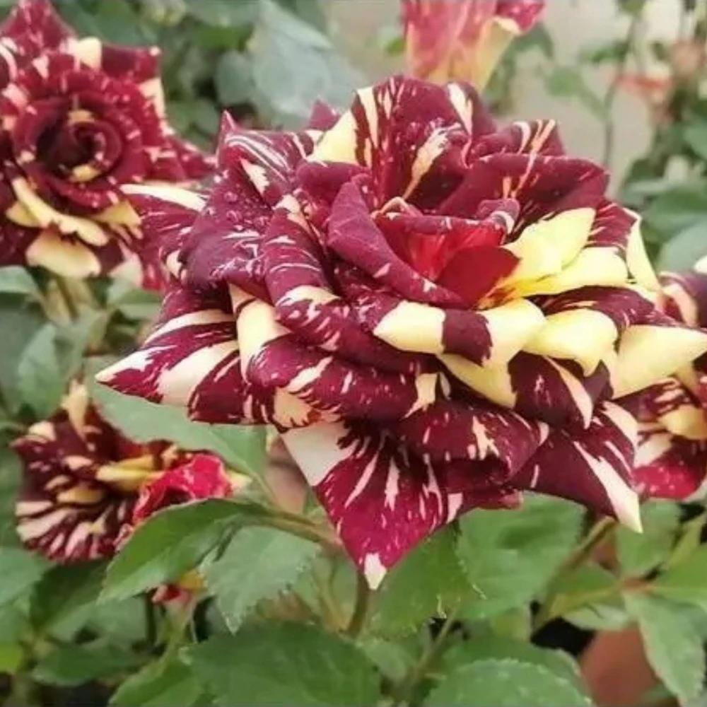 Black Dragon Rose Seeds - Perennial Flower Seeds - 30 Pack - Plant Late Winter to Early Spring - Image 10