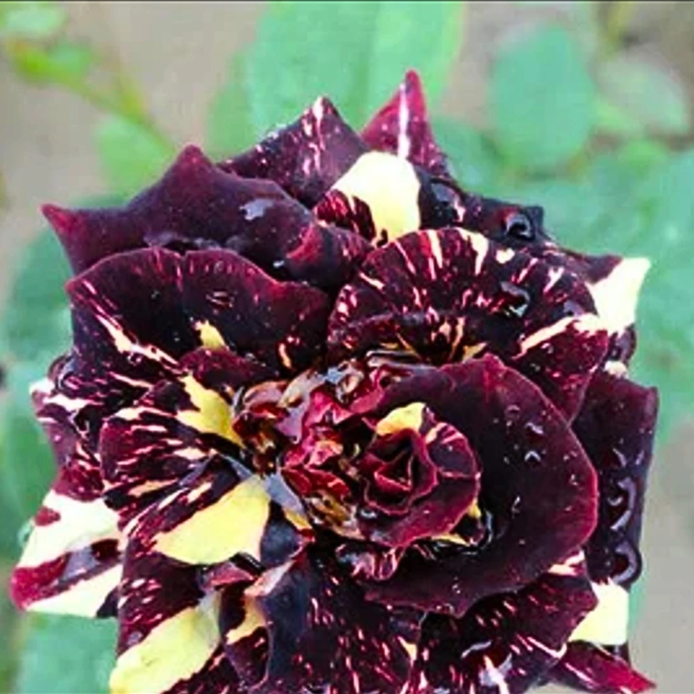 Black Dragon Rose Seeds - Perennial Flower Seeds - 30 Pack - Plant Late Winter to Early Spring - Image 12