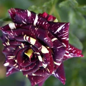 Black Dragon Rose Seeds - Perennial Flower Seeds - 30 Pack - Plant Late Winter to Early Spring - Image 13