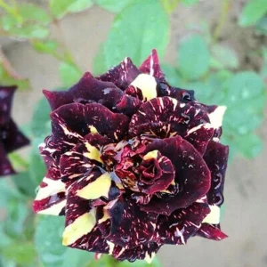 Black Dragon Rose Seeds - Perennial Flower Seeds - 30 Pack - Plant Late Winter to Early Spring - Image 15