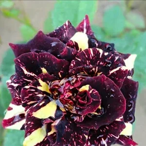 Black Dragon Rose Seeds - Perennial Flower Seeds - 30 Pack - Plant Late Winter to Early Spring - Image 2