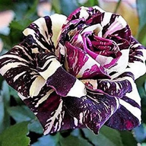 Black Dragon Rose Seeds - Perennial Flower Seeds - 30 Pack - Plant Late Winter to Early Spring - Image 3