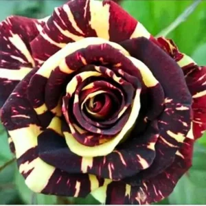 Black Dragon Rose Seeds - Perennial Flower Seeds - 30 Pack - Plant Late Winter to Early Spring - Image 5