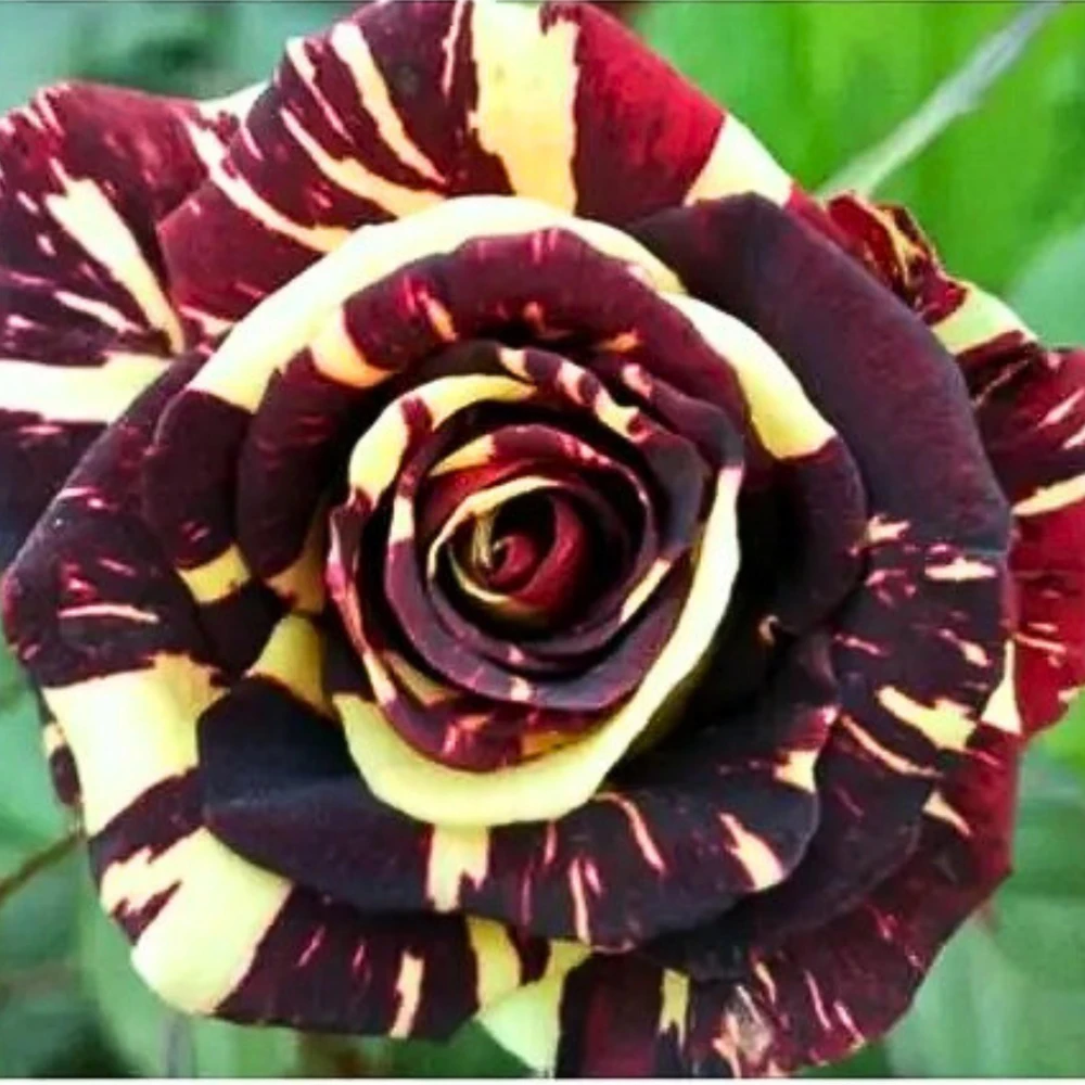 Black Dragon Rose Seeds - Perennial Flower Seeds - 30 Pack - Plant Late Winter to Early Spring - Image 5