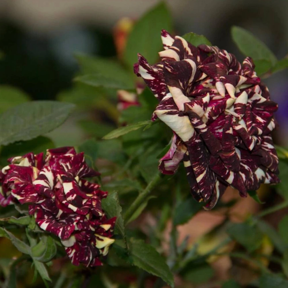 Black Dragon Rose Seeds - Perennial Flower Seeds - 30 Pack - Plant Late Winter to Early Spring - Image 6