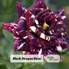 Black Dragon Rose Seeds - Perennial Flower Seeds - 30 Pack - Plant Late Winter to Early Spring - Image 1