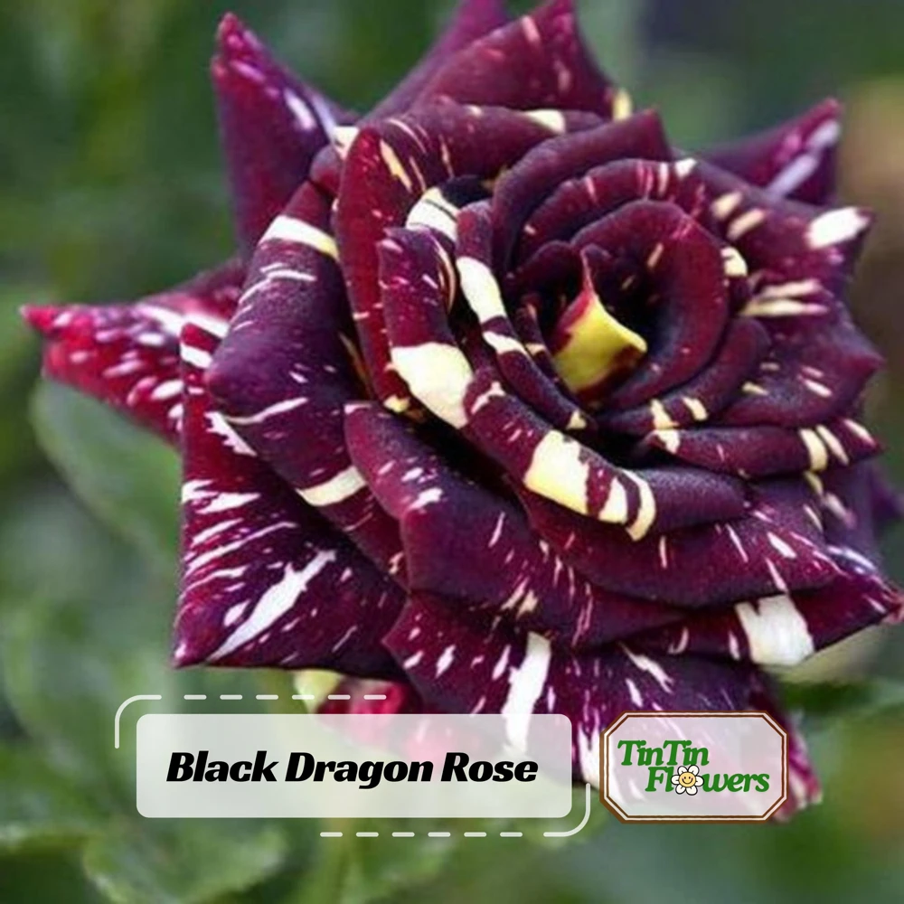 Black Dragon Rose Seeds - Perennial Flower Seeds - 30 Pack - Plant Late Winter to Early Spring - Image 1