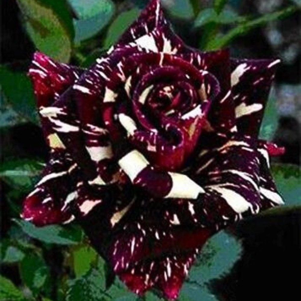 Black Dragon Rose Seeds - Perennial Flower Seeds - 30 Pack - Plant Late Winter to Early Spring - Image 7