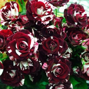 Black Dragon Rose Seeds - Perennial Flower Seeds - 30 Pack - Plant Late Winter to Early Spring - Image 8