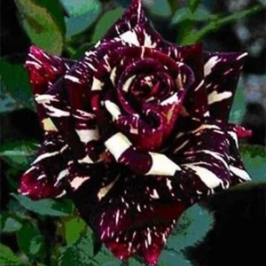Black Dragon Rose Seeds - Perennial Flower Seeds - 30 Seed Pack - Outdoor - Image 9