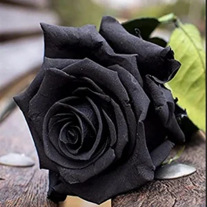 Black Halfeti Rose Seeds - Perennial Flower Seeds - 30 Seeds - Rare & Exotic - Image 10