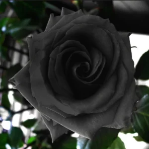 Black Halfeti Rose Seeds - Perennial Flower Seeds - 30 Seeds - Rare & Exotic - Image 11