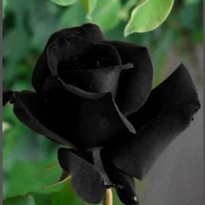 Black Halfeti Rose Seeds - Perennial Flower Seeds - 30 Seeds - Rare & Exotic - Image 12
