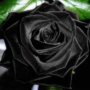Black Halfeti Rose Seeds - Perennial Flower Seeds - 30 Seeds - Rare & Exotic - Image 13