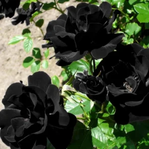 Black Halfeti Rose Seeds - Perennial Flower Seeds - 30 Seeds - Rare & Exotic - Image 15