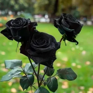 Black Halfeti Rose Seeds - Perennial Flower Seeds - 30 Seeds - Rare & Exotic - Image 16