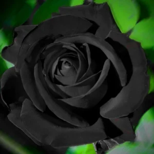 Black Halfeti Rose Seeds - Perennial Flower Seeds - 30 Seeds - Rare & Exotic - Image 17