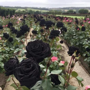 Black Halfeti Rose Seeds - Perennial Flower Seeds - 30 Seeds - Rare & Exotic - Image 18