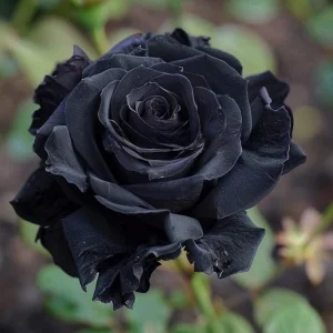 Black Halfeti Rose Seeds - Perennial Flower Seeds - 30 Seeds - Rare & Exotic - Image 19