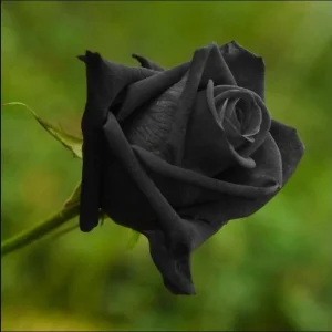 Black Halfeti Rose Seeds - Perennial Flower Seeds - 30 Seeds - Rare & Exotic - Image 2