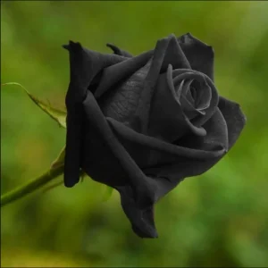 Black Halfeti Rose Seeds - Perennial Flower Seeds - 30 Seeds - Rare & Exotic - Image 20